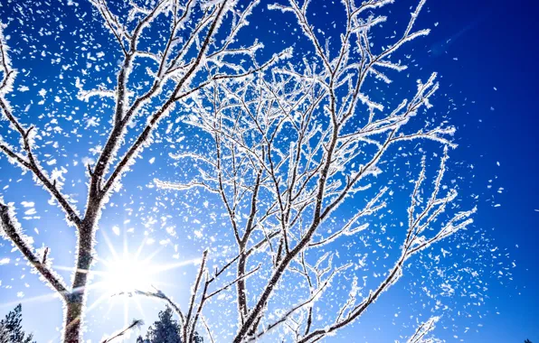 Winter, frost, the sky, the sun, rays, light, snow, trees