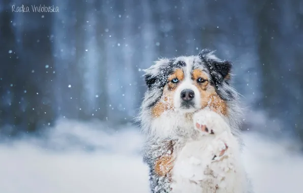 Picture snow, dog, Australian shepherd