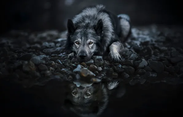 Look, face, pose, pebbles, lake, reflection, the dark background, stones