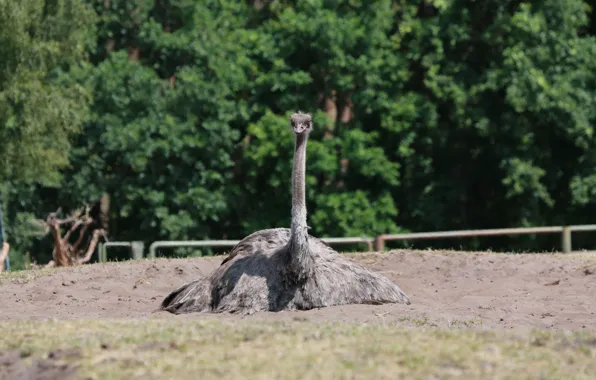 Nature, female, Starus EMU, Ttyh