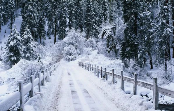 Winter, road, forest, river, the bridge