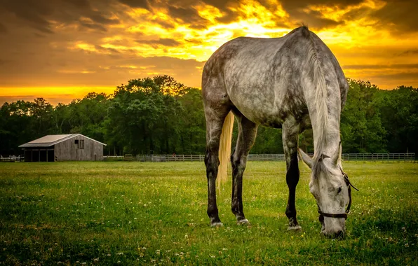 Summer, sunset, horse