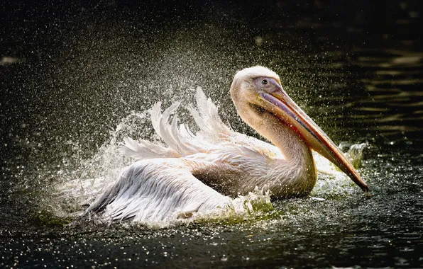 Nature, bird, Pelican
