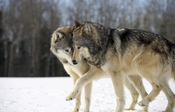 Snow, wolves, funny, play, Two wolves