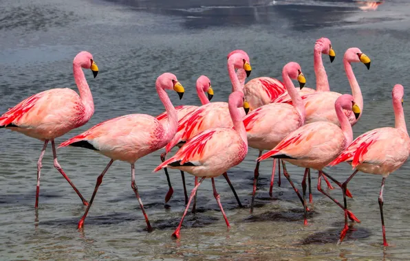 Birds, shore, pack, Flamingo, pond, a lot, pink flamingos