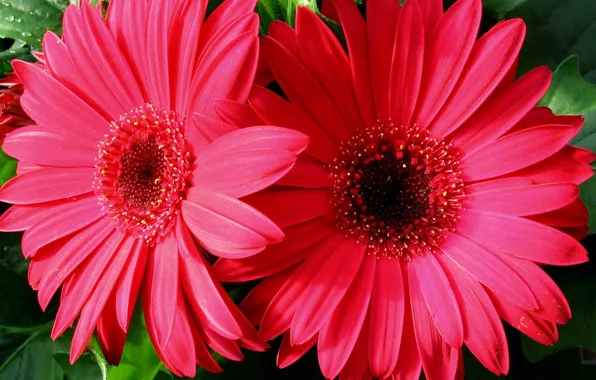 Flowers, gerbera, raspberry