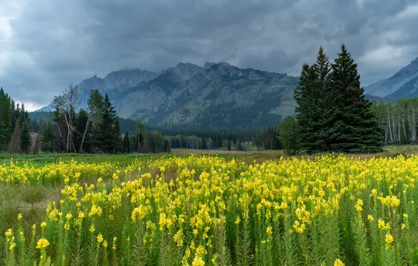 Field, forest, summer, clouds, flowers, mountains, clouds, glade