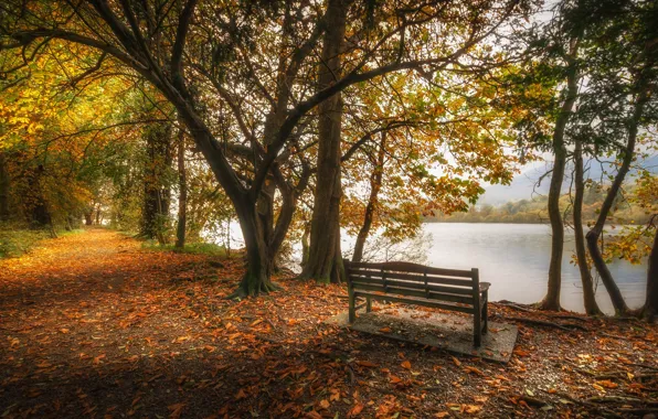 Autumn, leaves, trees, lake, pond, Park, England, bench