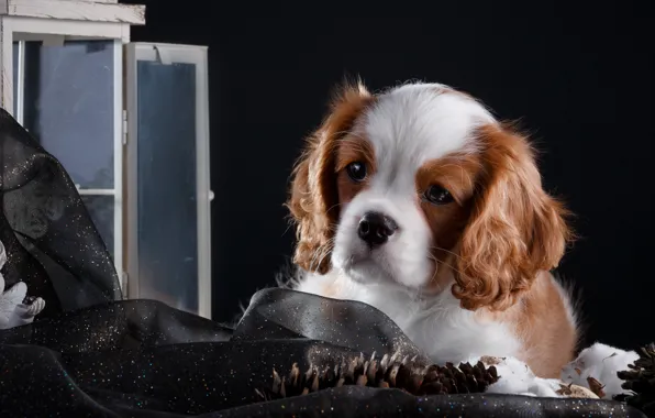 Picture cute, puppy, the cavalier king Charles Spaniel