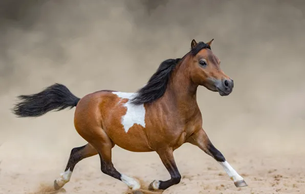 Horse, horse, dust, mane, brown, foal, horse