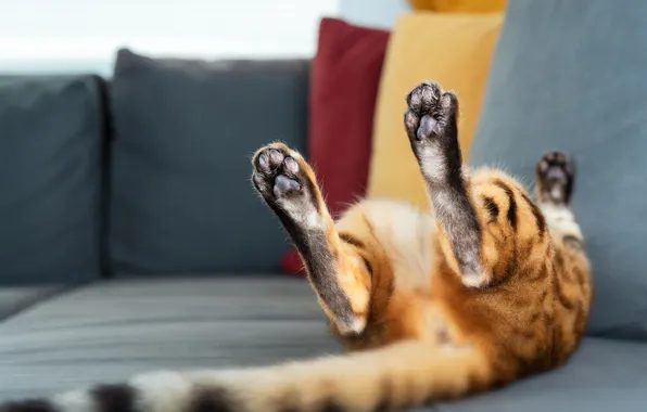 Cat, cat, pose, sofa, stay, relax, legs, pillow
