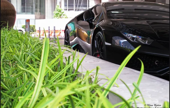 Green, Lambo, Blakc