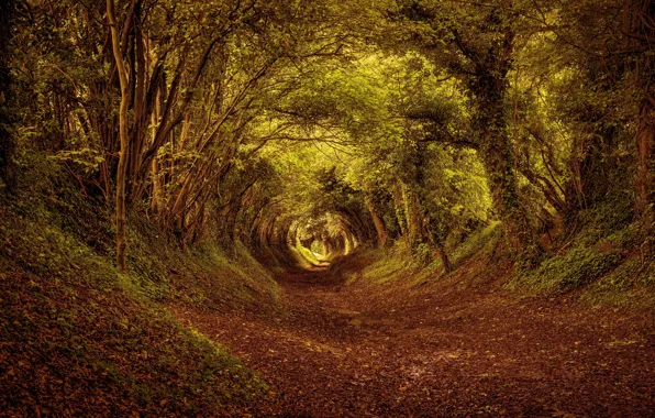 Autumn, forest, leaves, trees, Park, alley