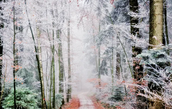 Picture frost, autumn, forest, fog, path