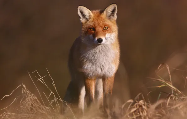 Picture grass, look, background, Fox, red