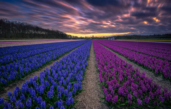 Field, sunset, Holland, hyacinths