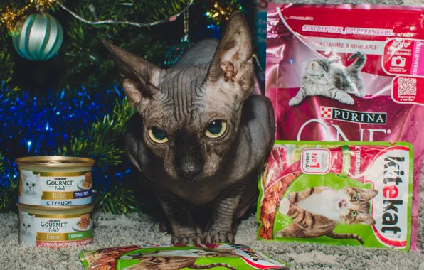 Cat, food, Sphinx, Sphynx, sphynx, sphynx cat, kitekat