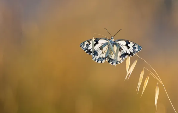 Background, butterfly, a blade of grass