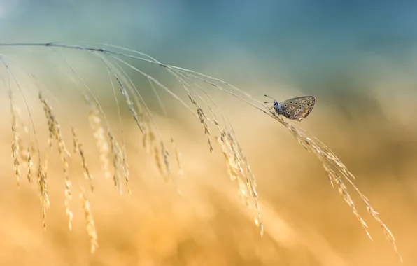 Background, butterfly, spikelets, a blade of grass