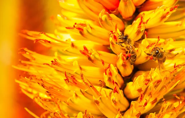 Flowers, bee, plant, petals, insect