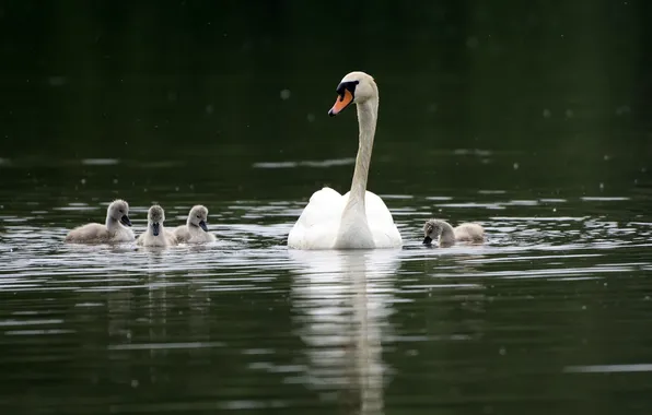 Family, Swan, swans, pond, the Lebeda