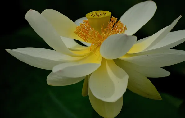 Flower, petals, Lotus