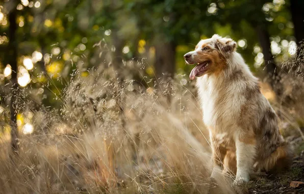 Summer, look, each, dog