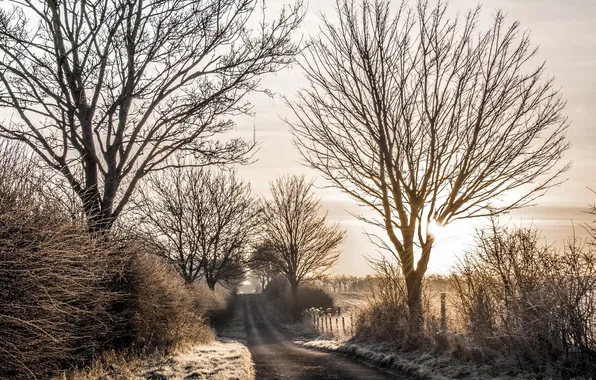 Road, nature, morning