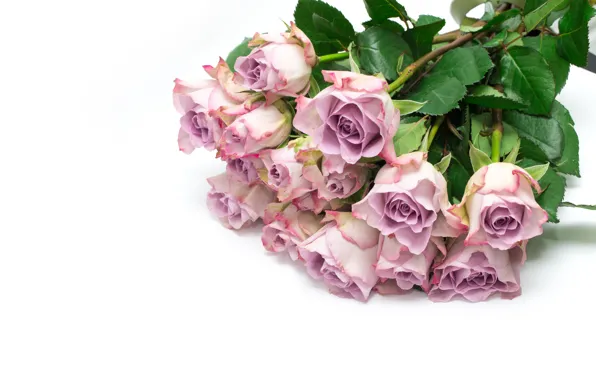 Picture roses, bouquet, beautiful
