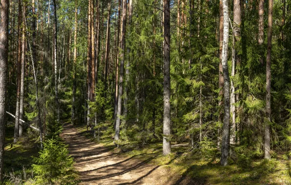 Forest, panorama, dual screen, dual monitor