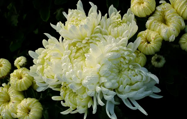 Wallpaper flowers, the dark background, chrysanthemum, white, petals, Rosa, buds, drops