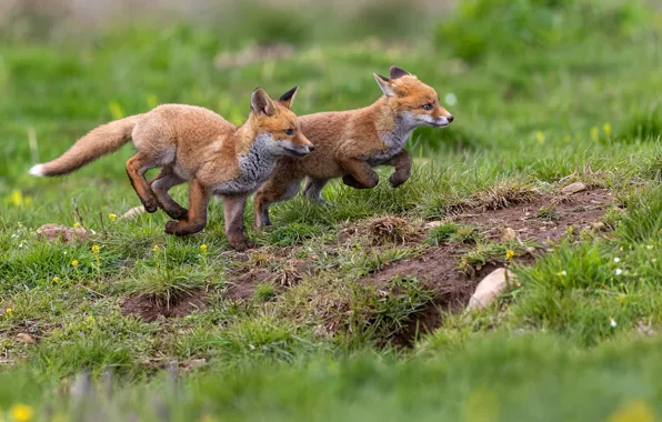Grass, jump, glade, running, Fox, a couple, Duo, cubs