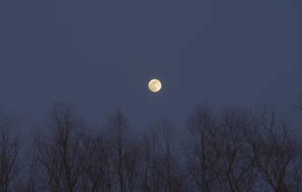 Picture the sky, trees, nature, the moon, the evening, Russia, twilight, the full moon
