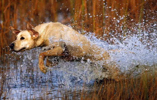 Picture water, squirt, jump, dog, dog