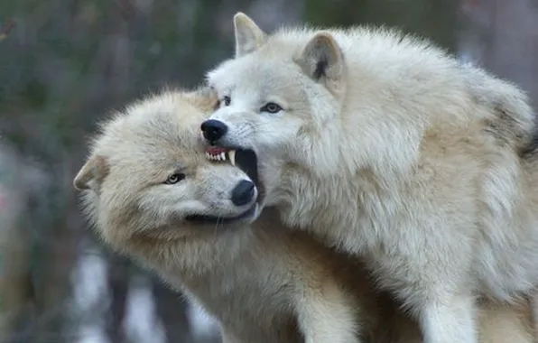 Picture face, wolf, playing, wildlife, head, fur, mammal, whiskers