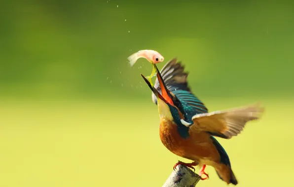 Drops, bird, branch, kingfisher, alcedo atthis, common Kingfisher, catch, By Boris