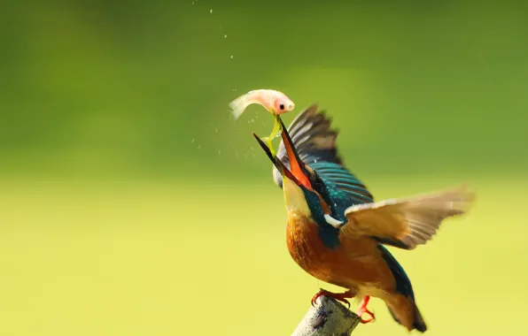 Picture drops, bird, branch, kingfisher, alcedo atthis, common Kingfisher, catch, By Boris