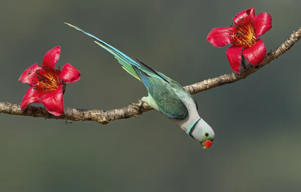 Flowers, pose, background, bird, branch, parrot, red, beautiful color