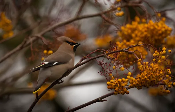 Picture autumn, trees, branches, berries, bird, fruit, Rowan, the Waxwing