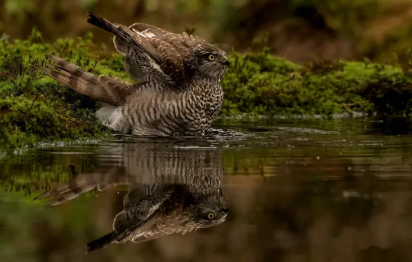 Water, nature, reflection, bird