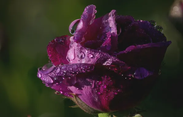 Drops, macro, the dark background, pink, rose, Bud, lilac, purple