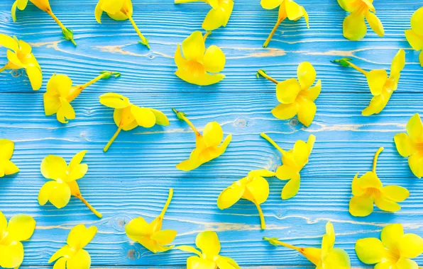 Flowers, yellow, yellow, wood, blue, flowers, tropical, tropical
