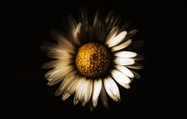 Flower, background, Daisy