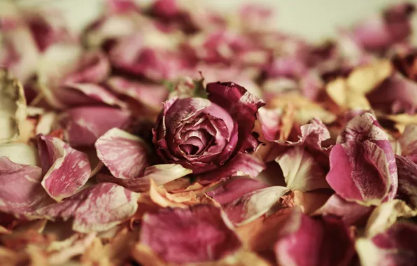 Picture flowers, roses, petals, rosebud