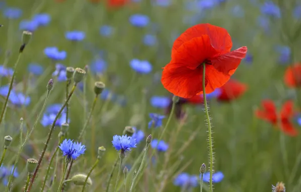 Field, flower, summer, flowers, red, nature, Mac, Maki