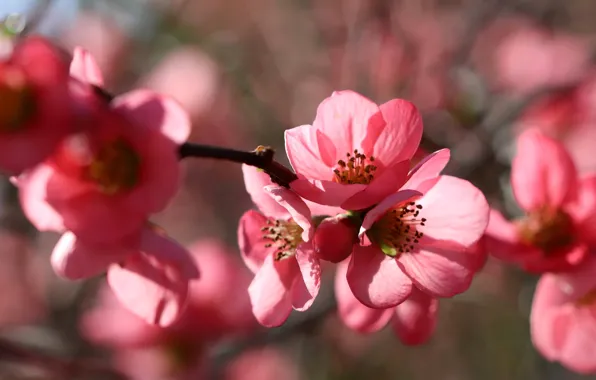 Light, flowers, blur, branch, spring, pink, flowering, bokeh