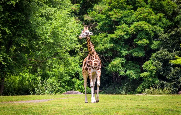 Picture greens, grass, trees, nature, giraffe
