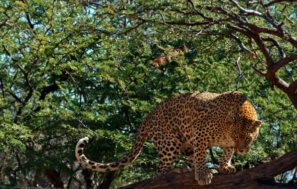 Picture look, tree, foliage, predator, leopard