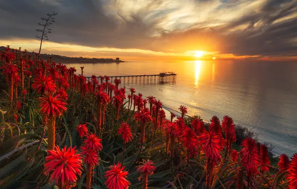 Picture sea, sunset, coast, pier, pierce, red, USA, San Diego