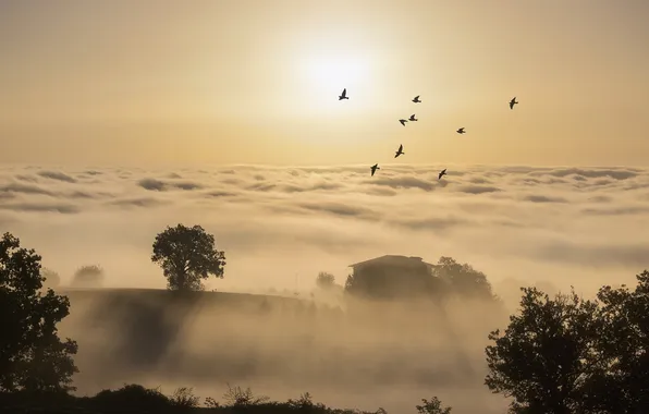 Picture birds, fog, morning